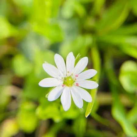 Rifugio Angelina *